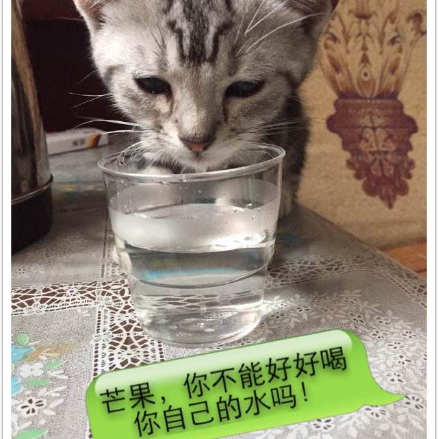 仿制假越南签证